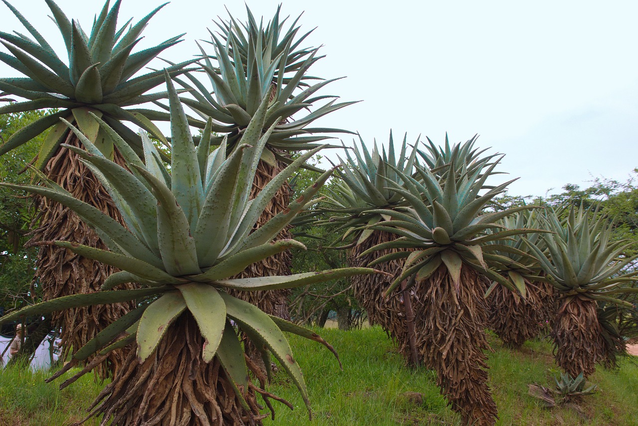 south africa agave agriculture free photo