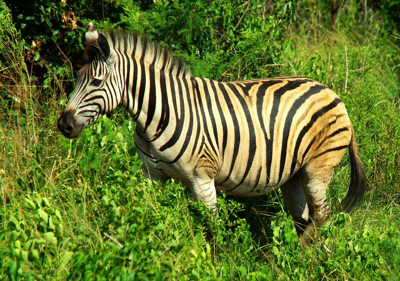 south africa kruger park zebra free photo