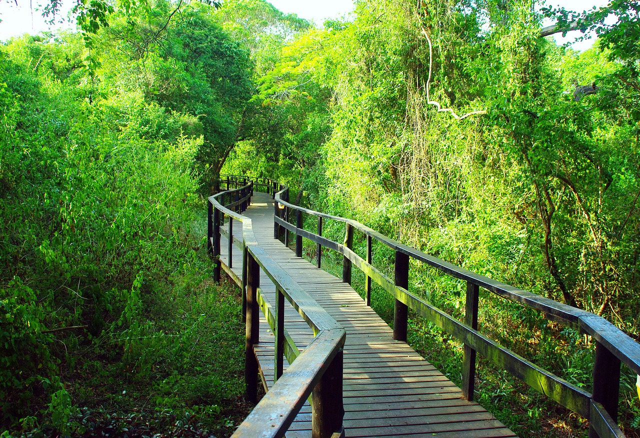 south africa bridge forest free photo