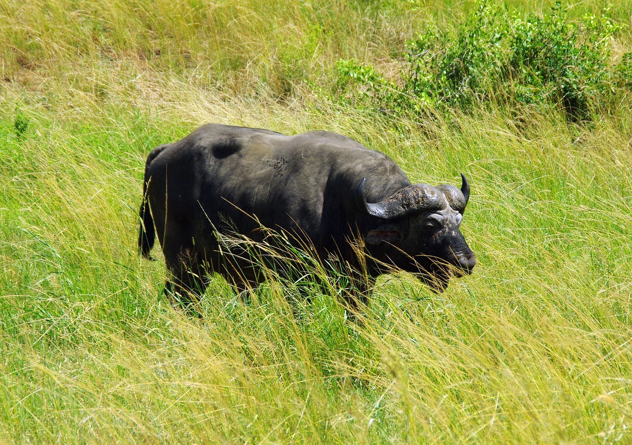 south africa kruger park buffalo free photo