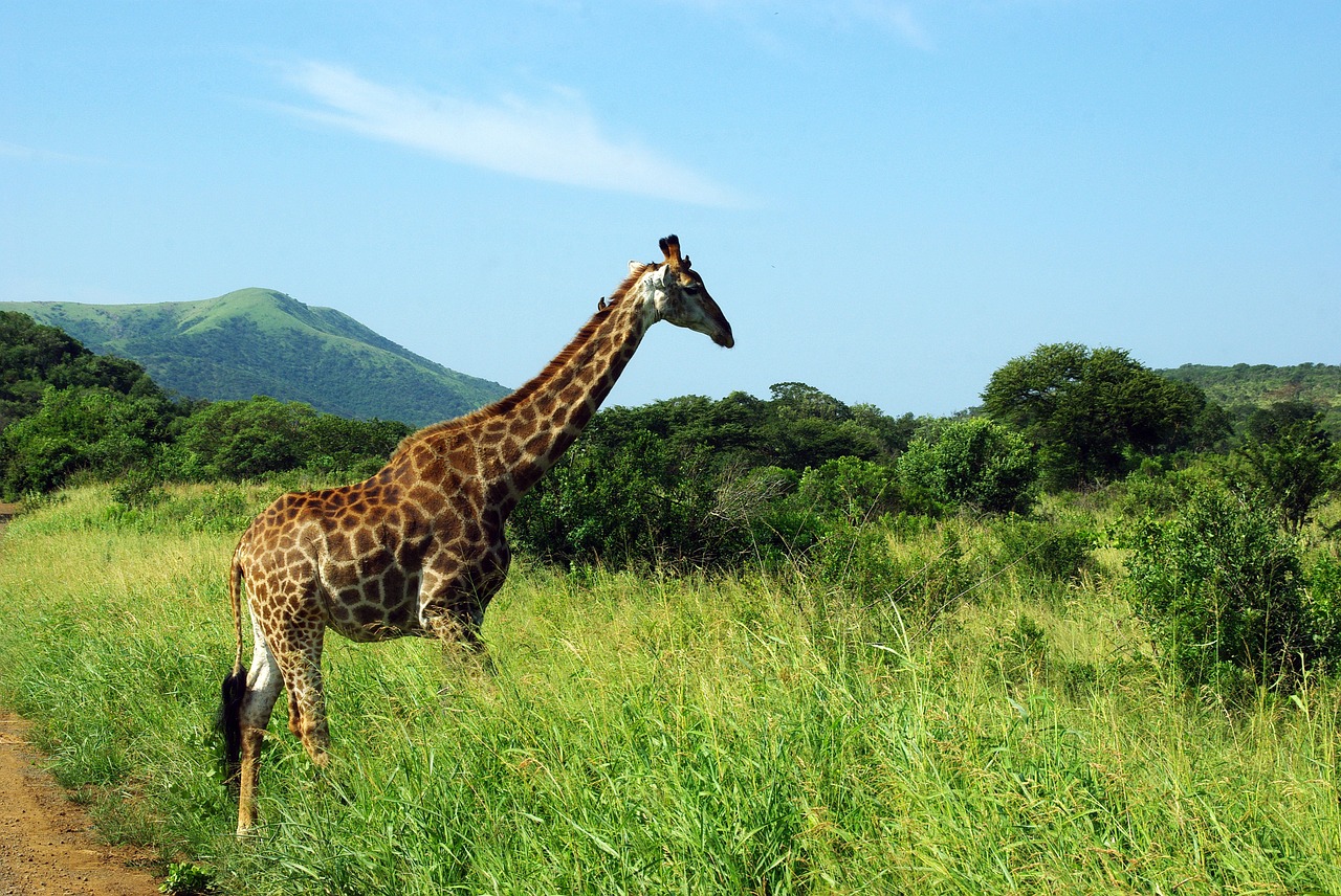 south africa kruger park giraffe free photo