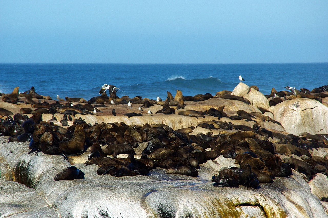 south africa shore sea lions free photo