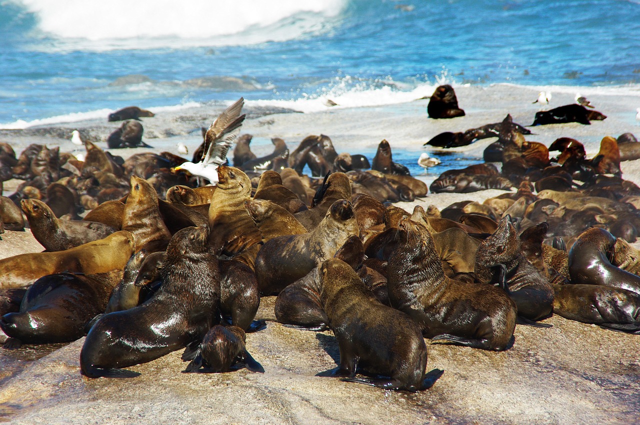 south africa shore sea lions free photo