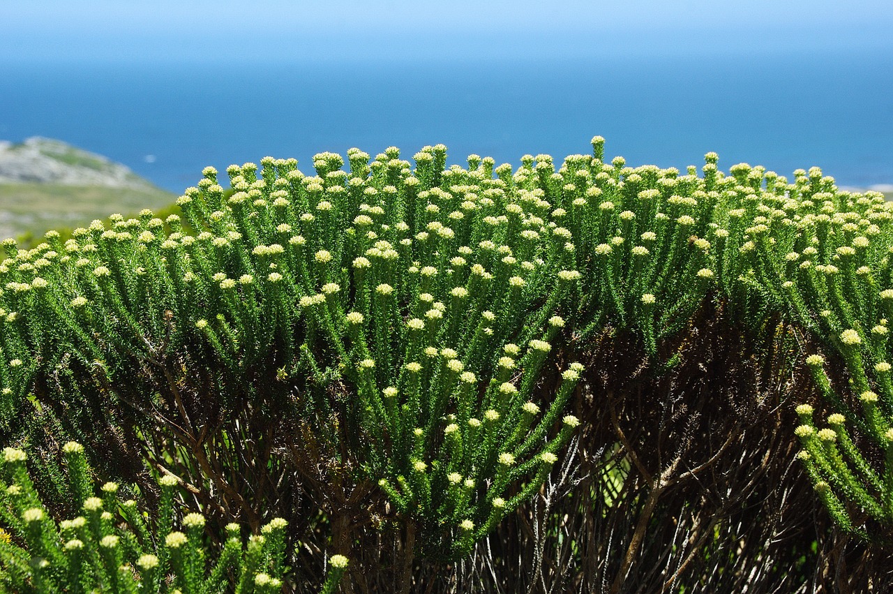 south africa the cap flowers free photo