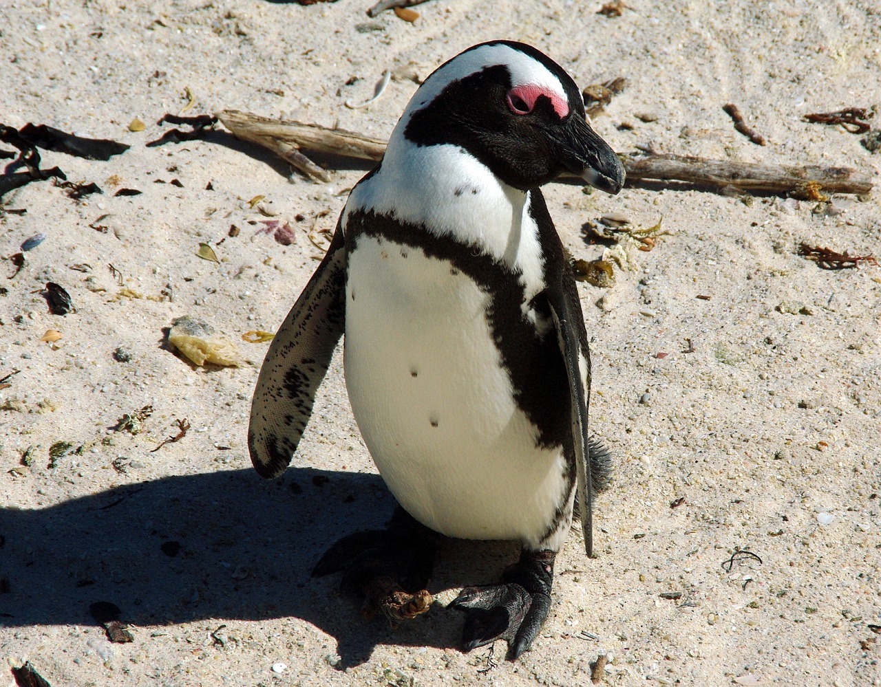 south africa shore penguin free photo