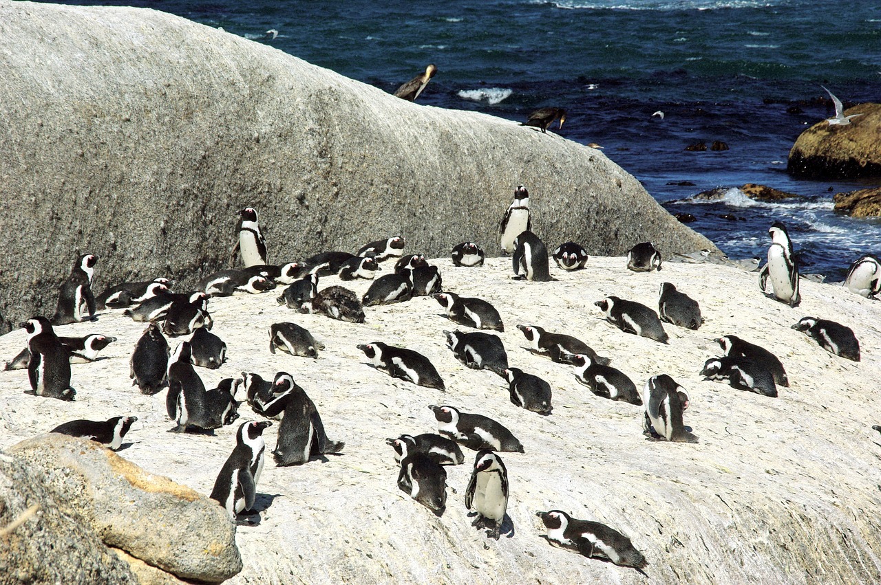 south africa shore penguins free photo