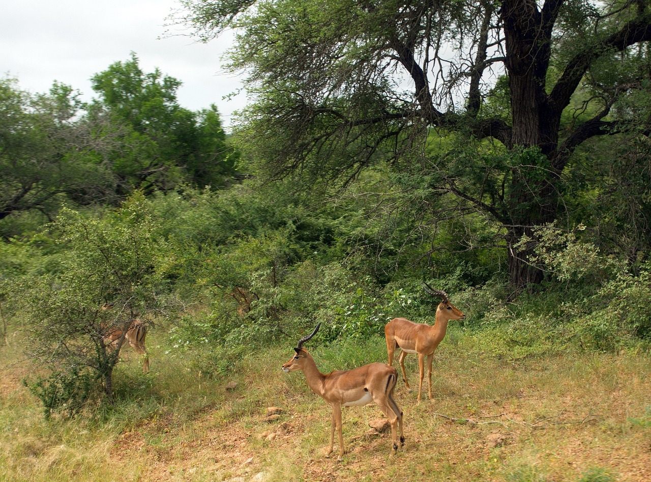 south africa cobs kruger park free photo