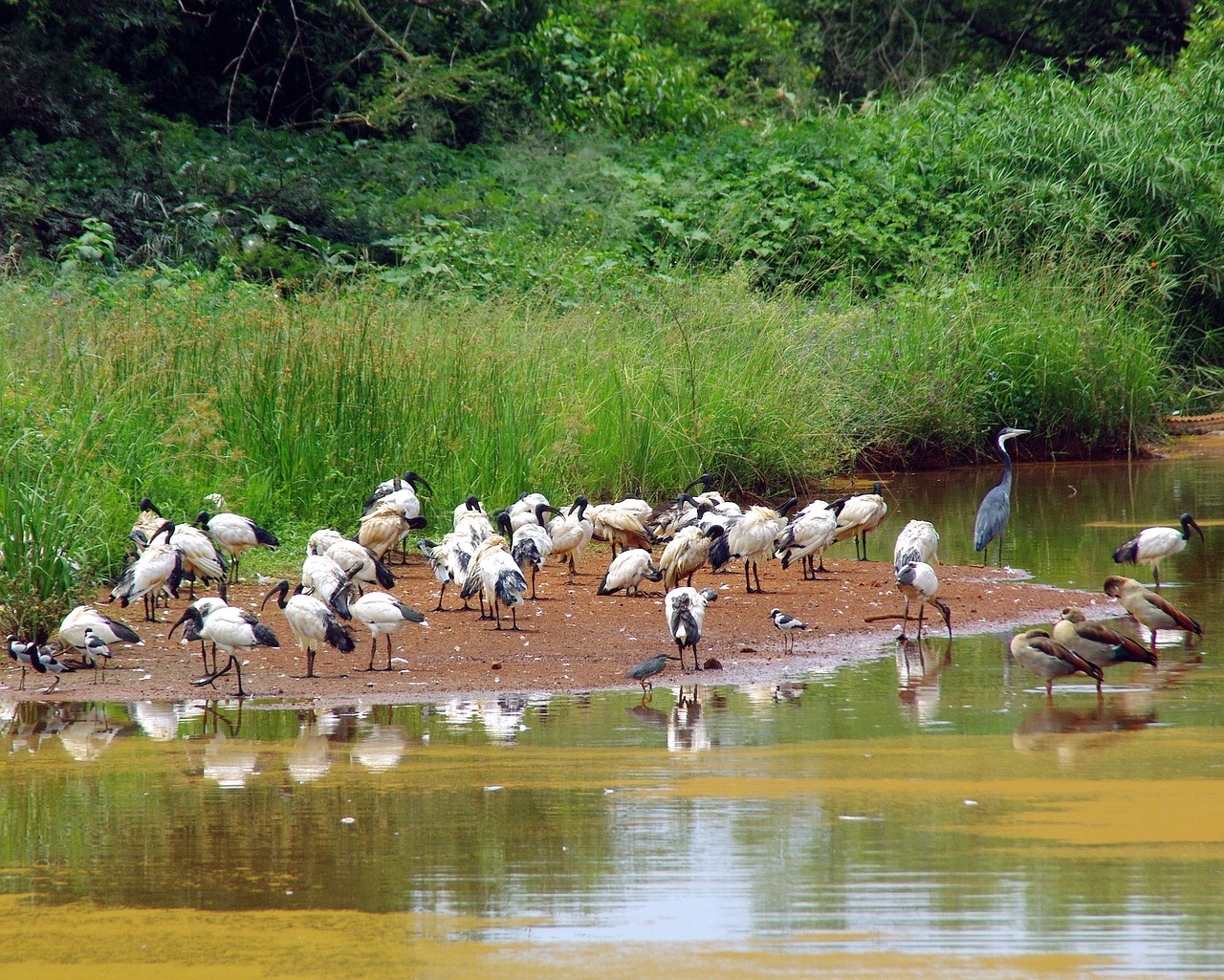 south africa backwater birds free photo