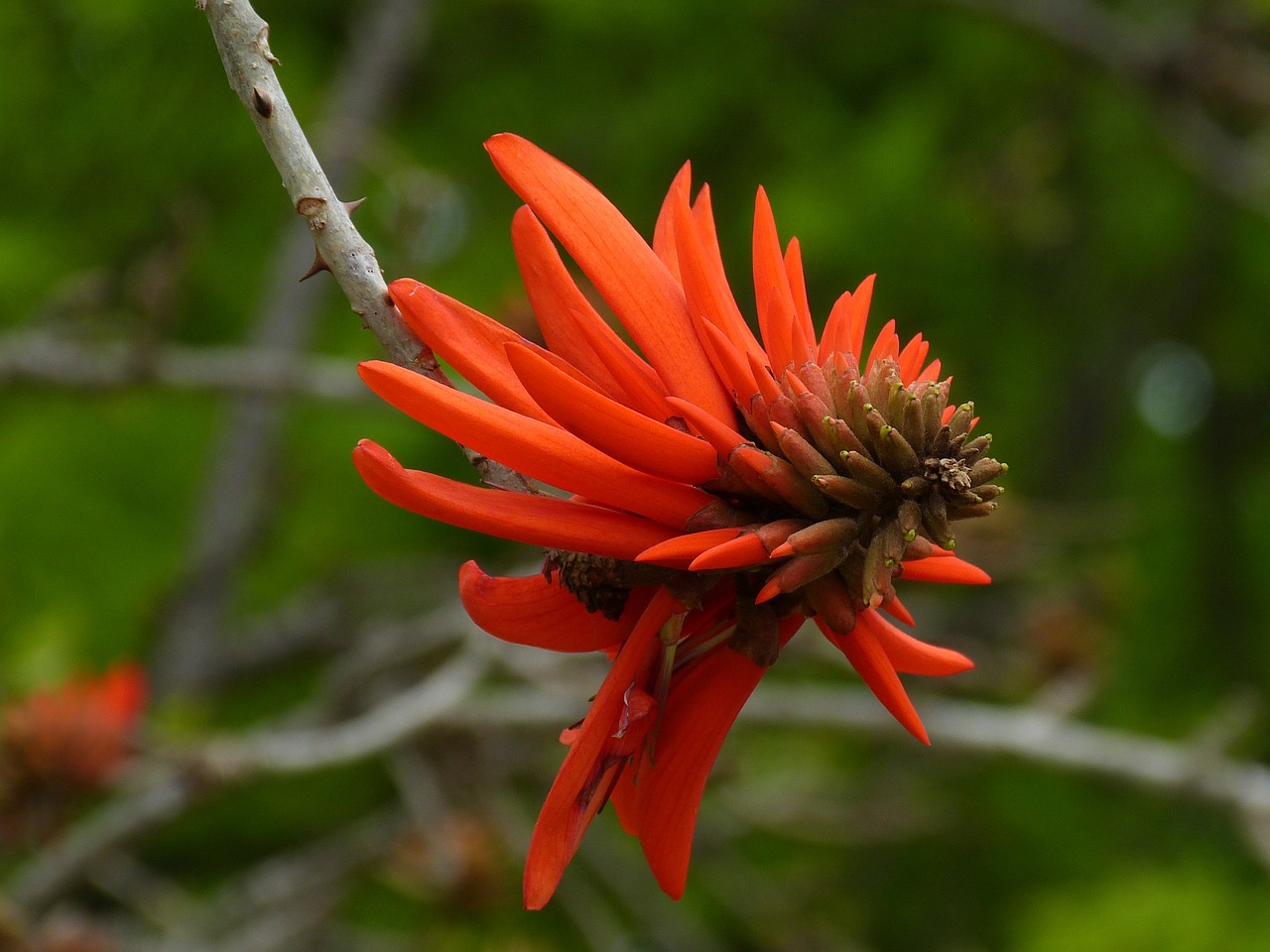 south africa korallenbaum tree free photo