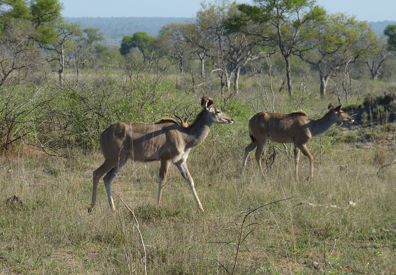 kudu south africa safari free photo