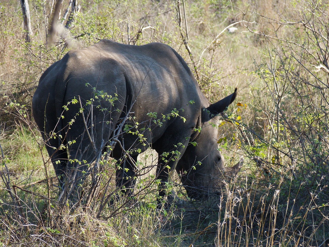 south africa safari tourism free photo