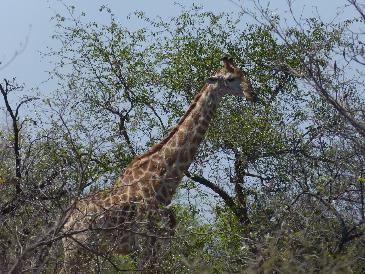 south africa safari tourism free photo