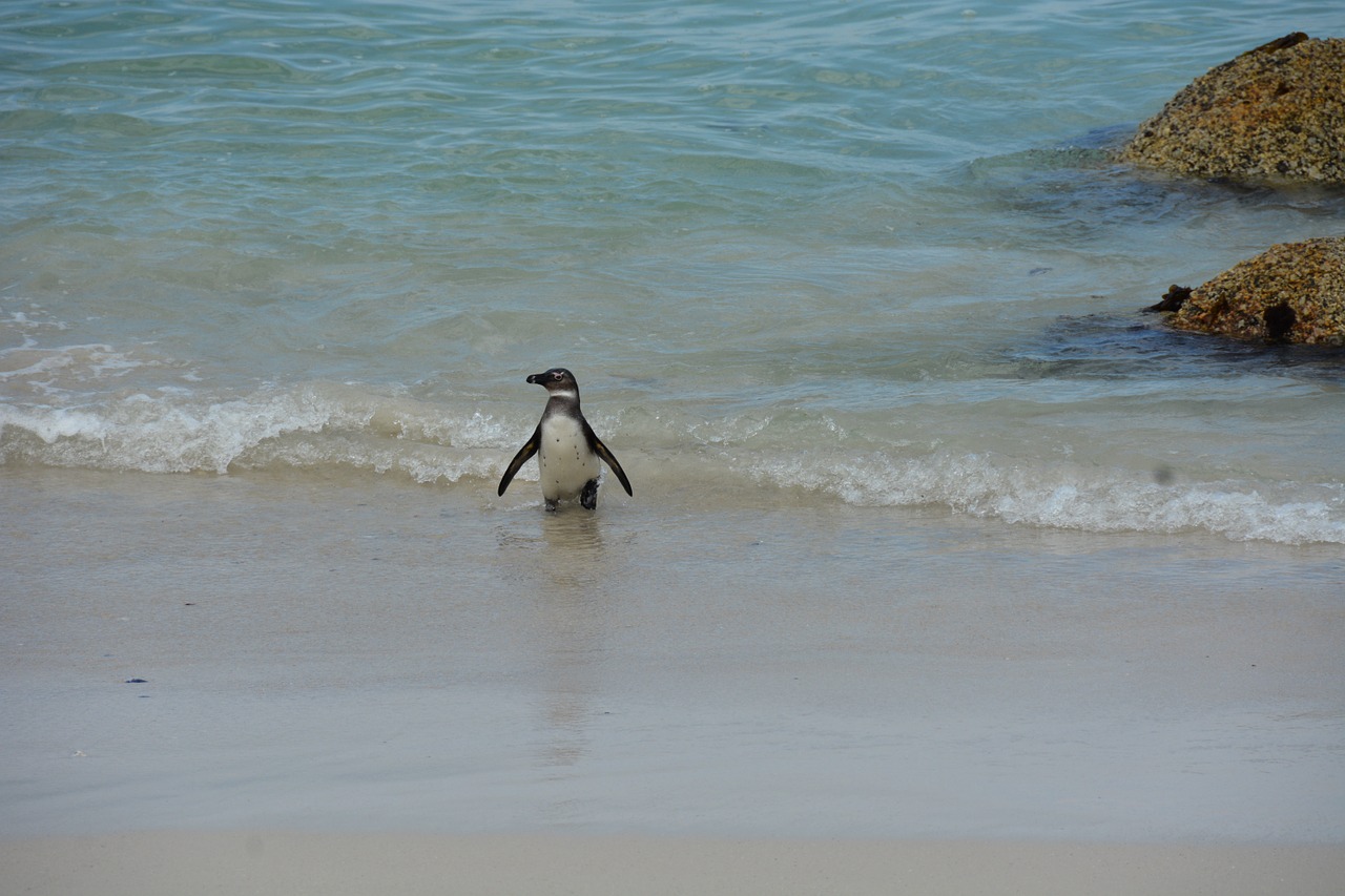 south africa penguin beach free photo