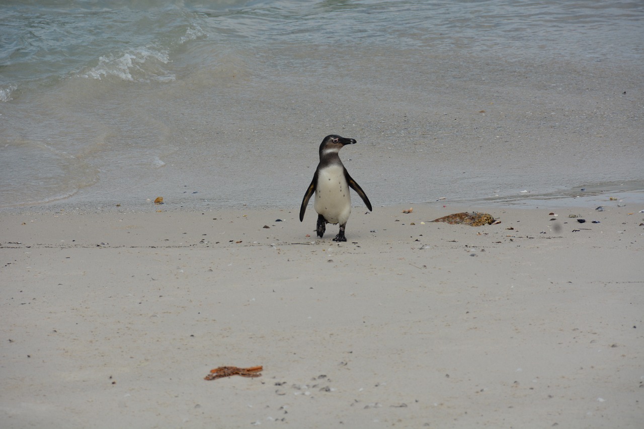 south africa penguin beach free photo