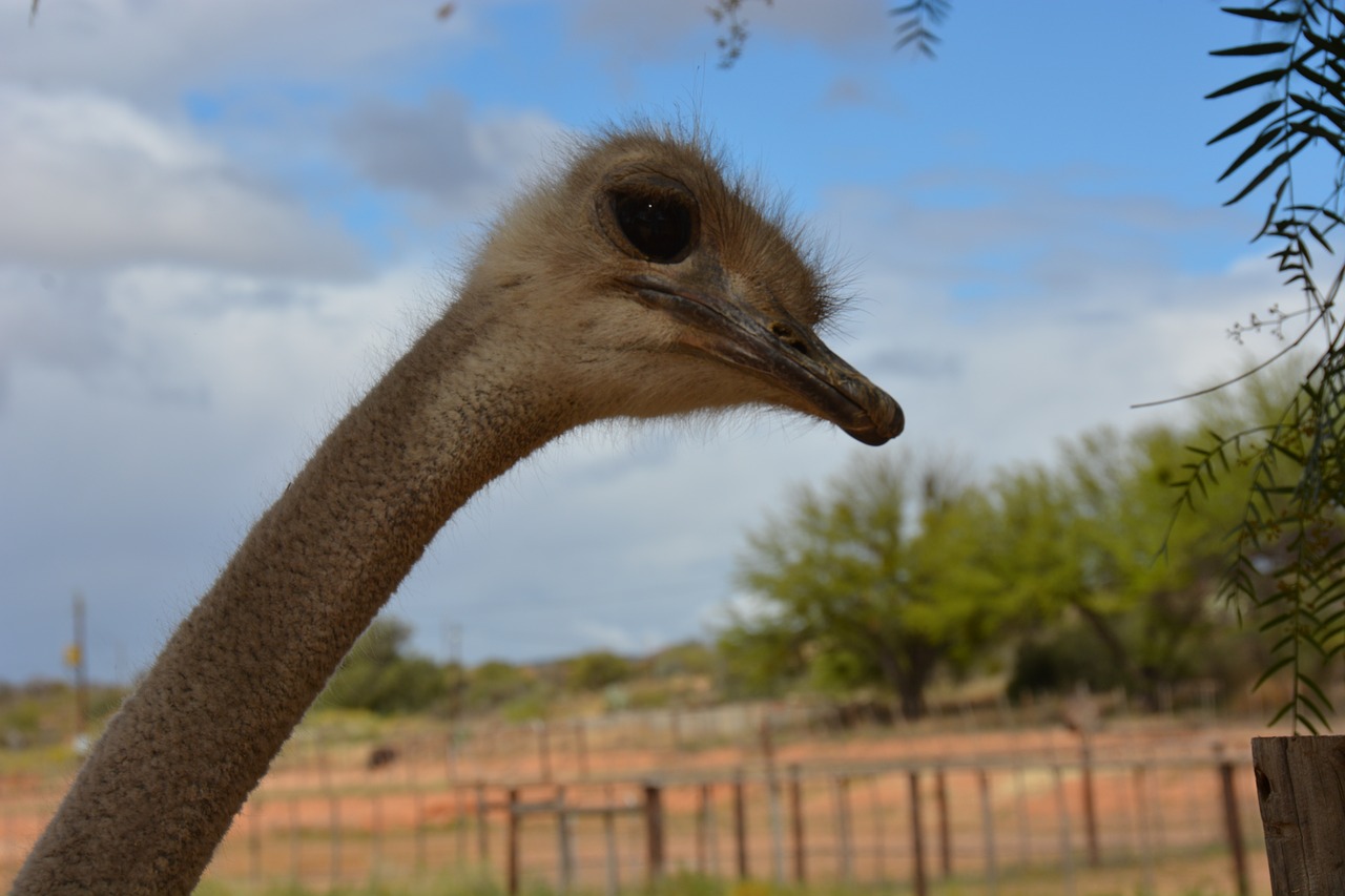 south africa strauss farm free photo