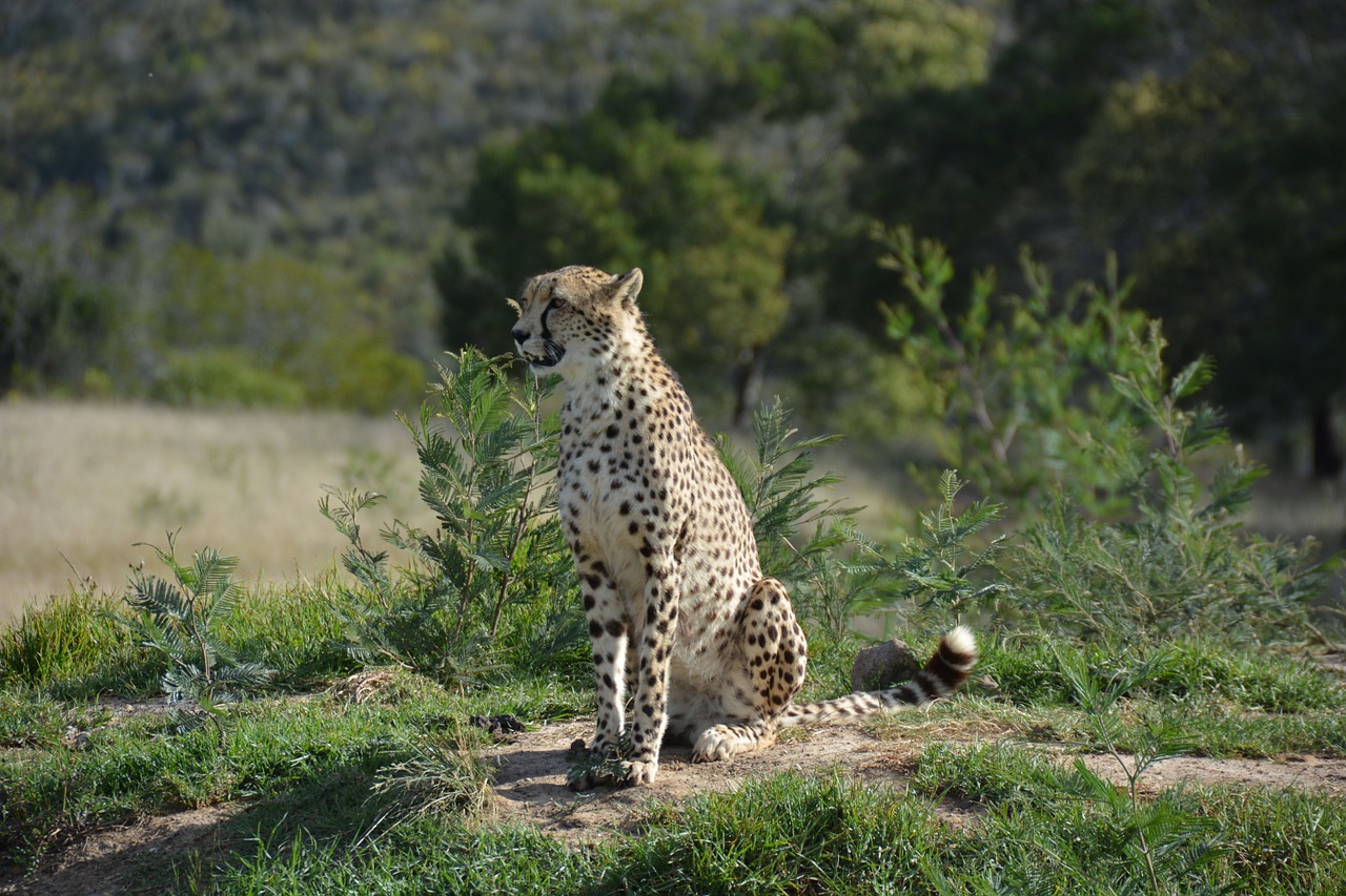 south africa national park cat free photo