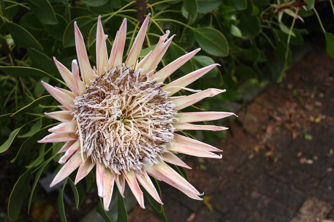 south africa kirstenbosch flower free photo