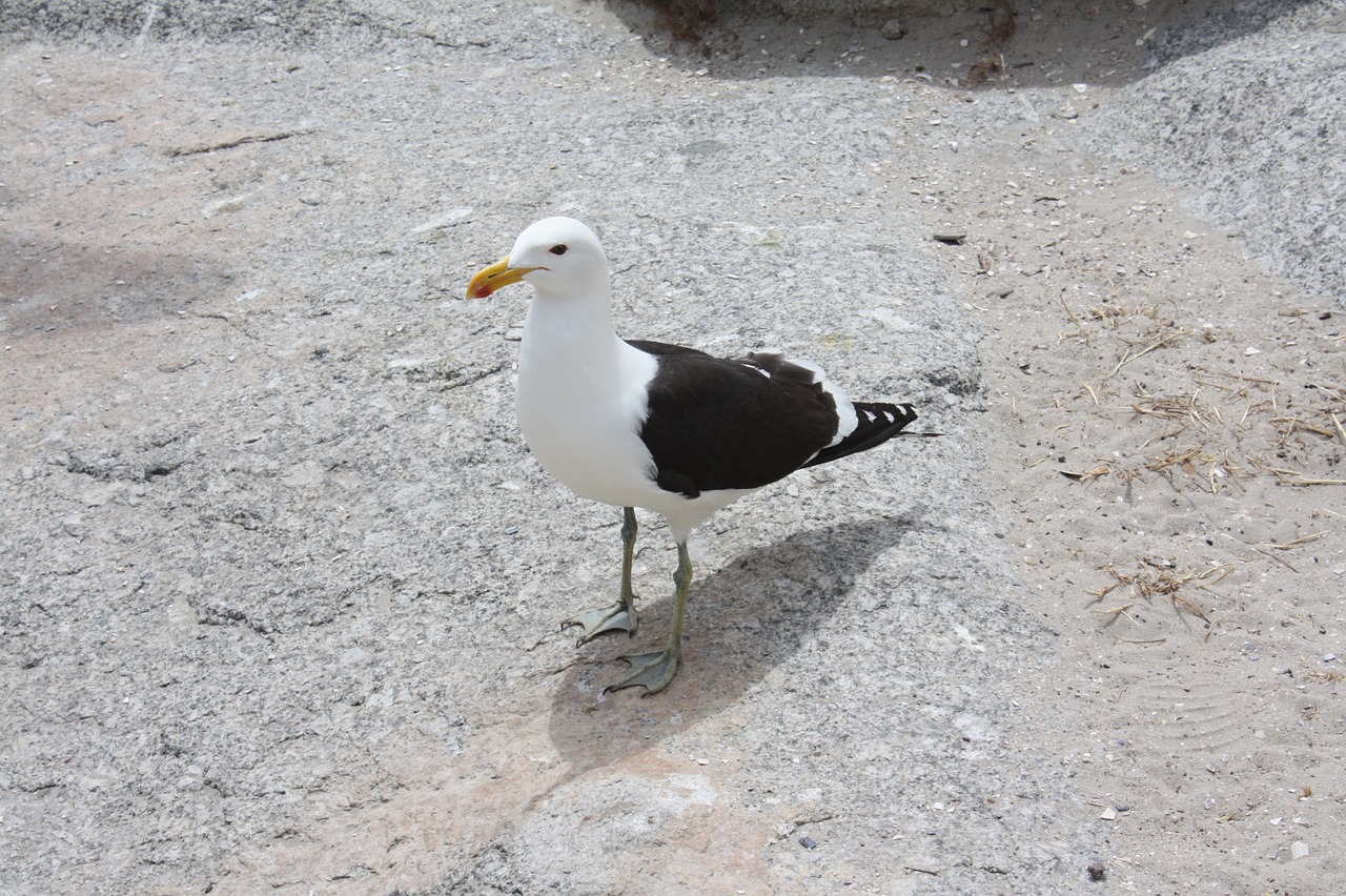 south africa bird seagull free photo