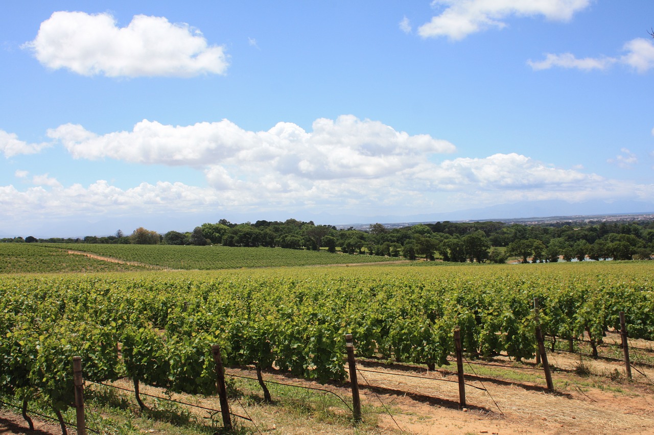 south africa winery vines free photo