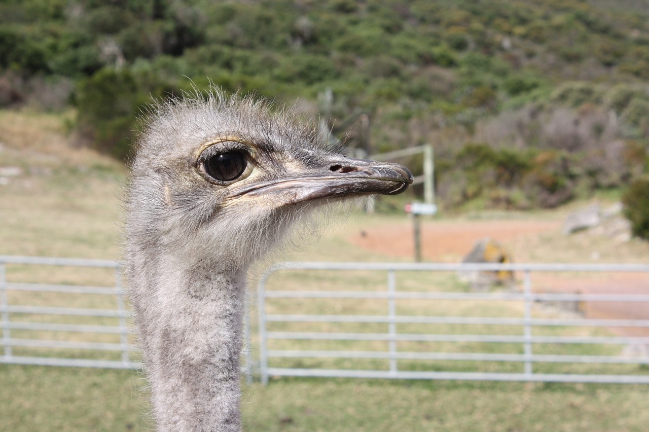 south africa ostrich farm bouquet free photo