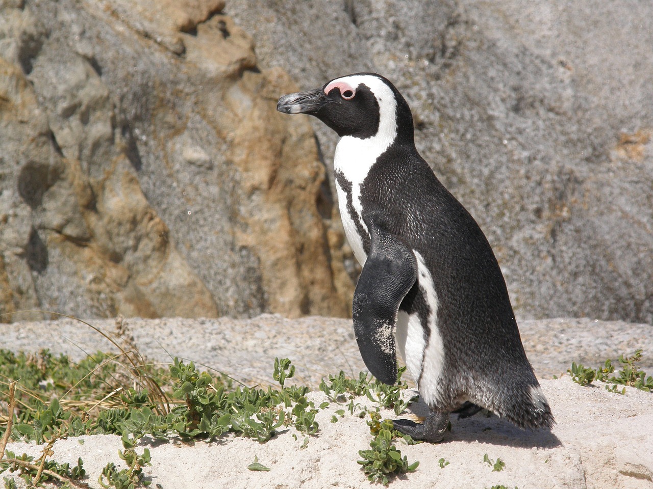 south africa boulders beach penguin free photo