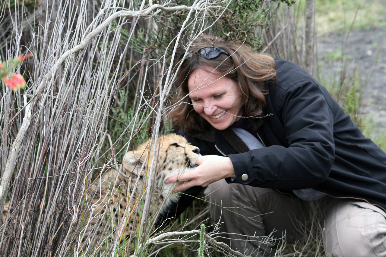 south africa cheetah cub suckle free photo