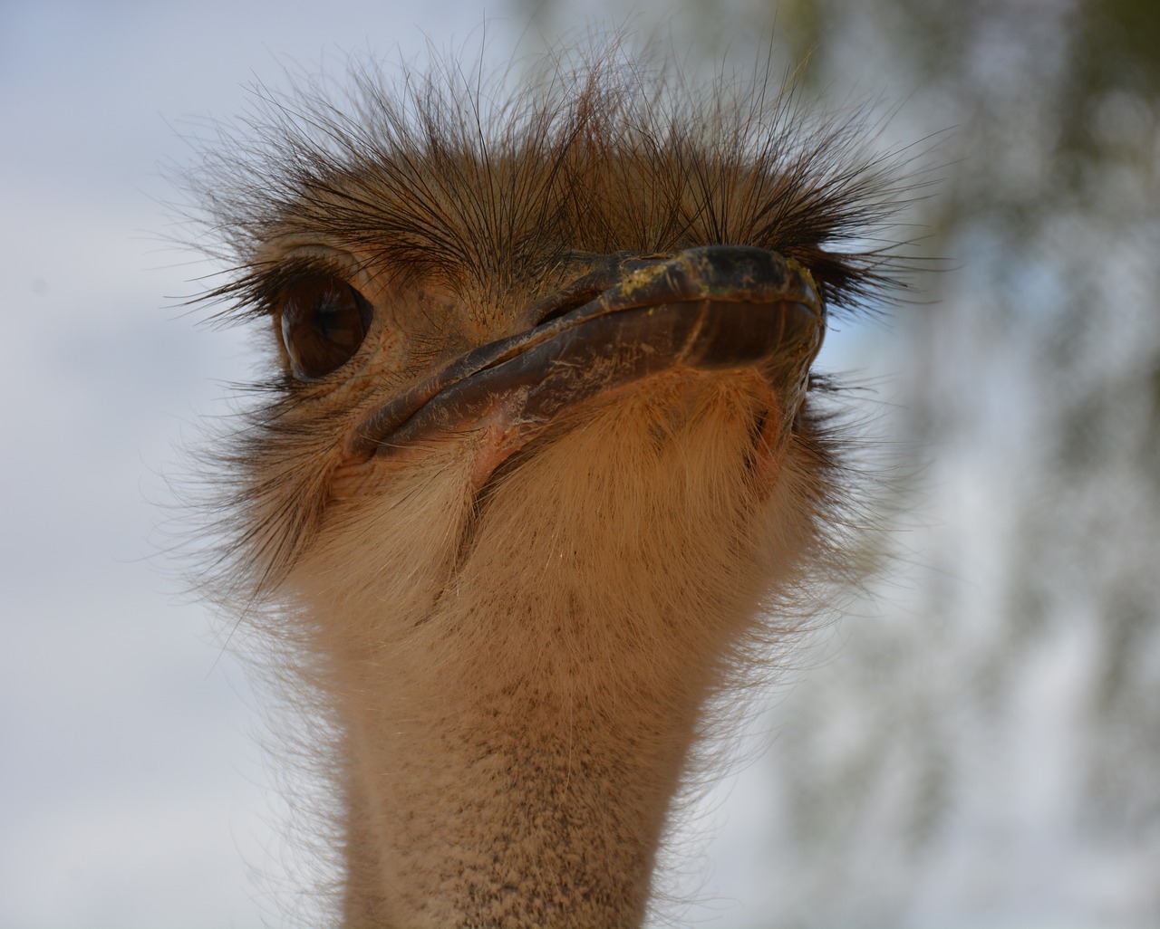 south africa bouquet bird free photo