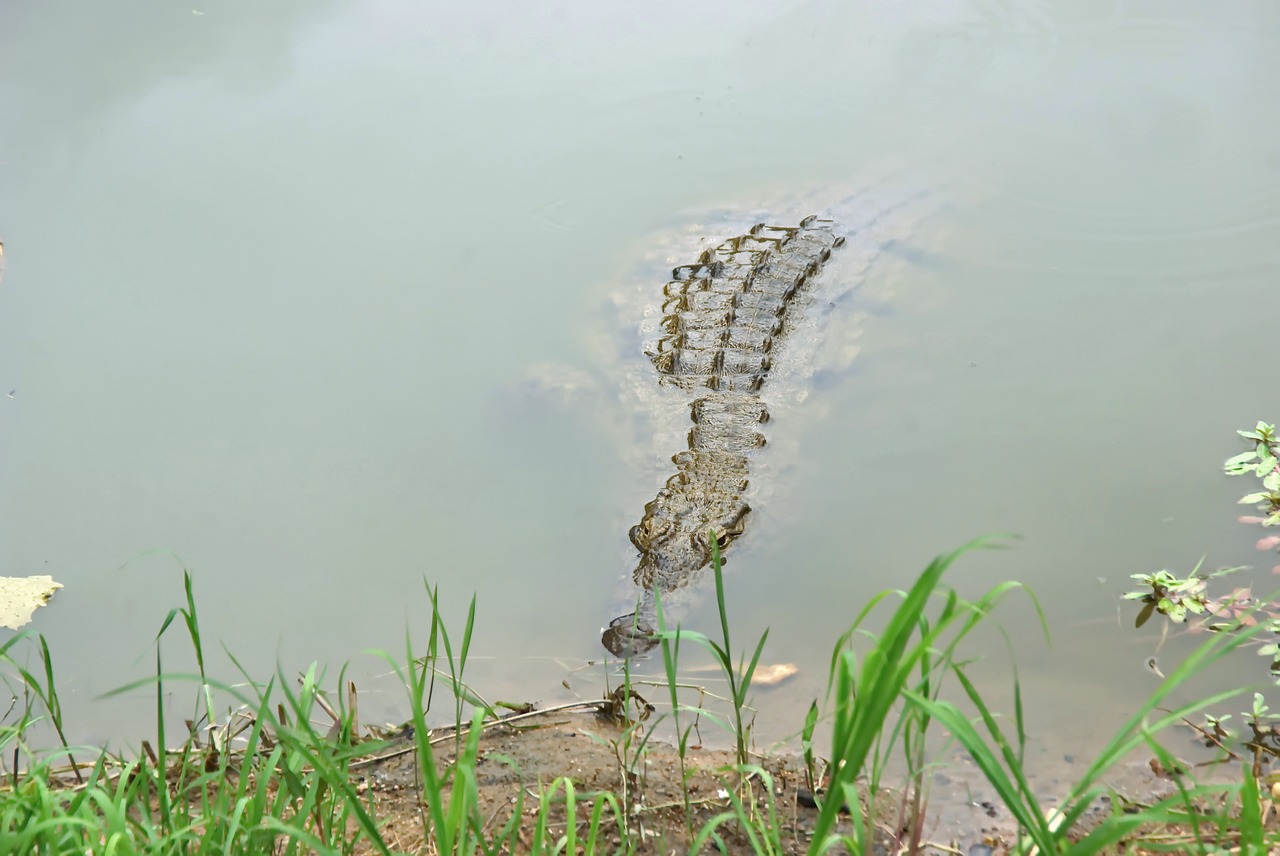 south africa crocodile lookout free photo