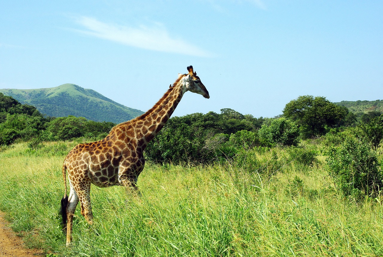 south africa giraffe park free photo