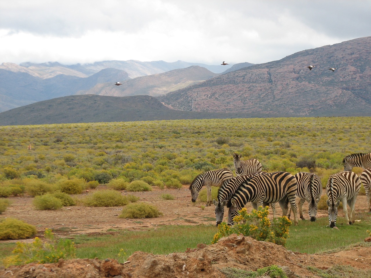 south africa safari wildlife free photo