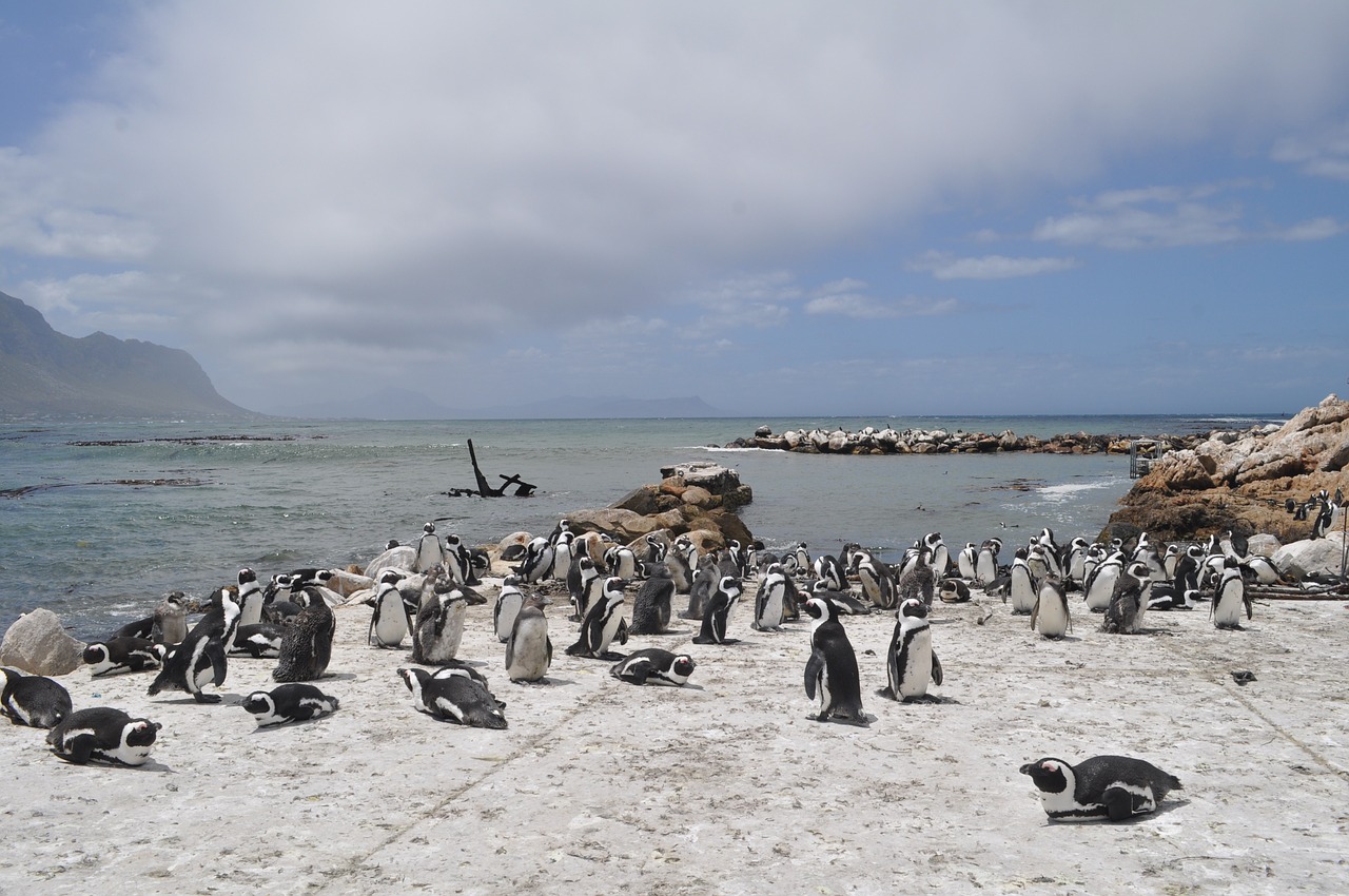 south africa penguin sea free photo