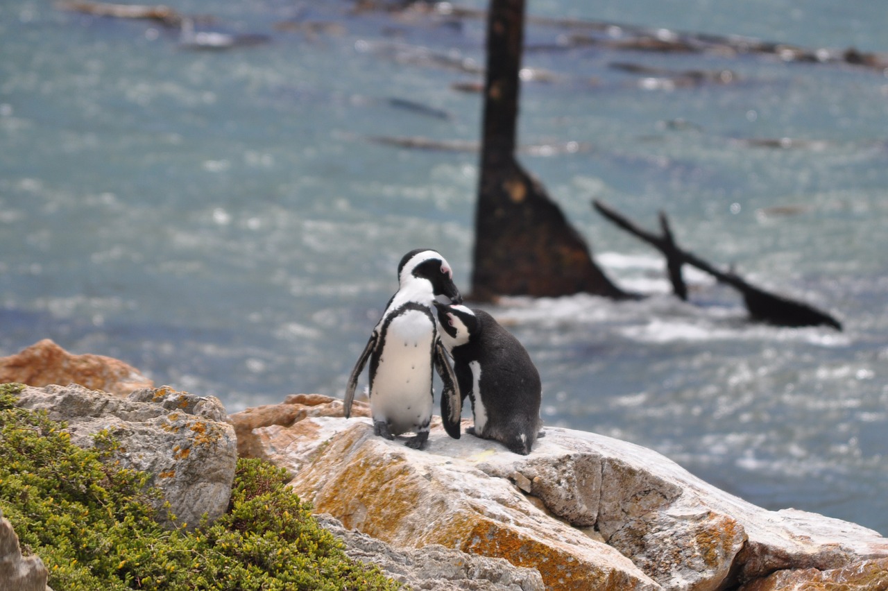 south africa penguin sea free photo