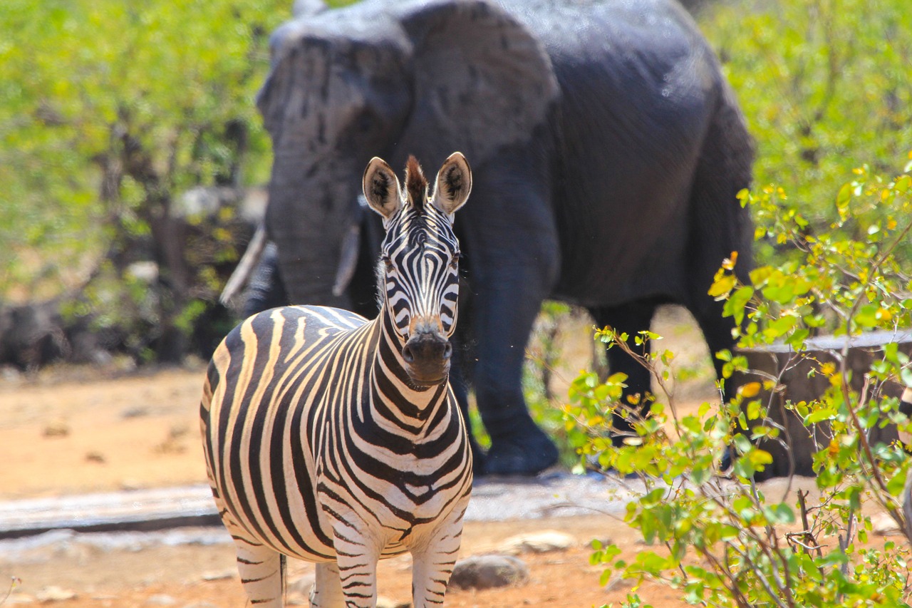 south africa zebra elephant free photo