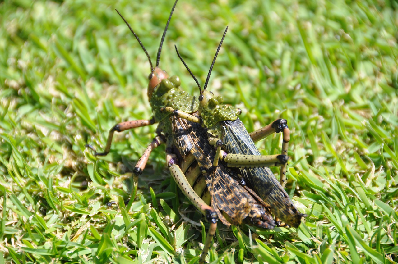 south africa locusts tsitsikamma national park free photo