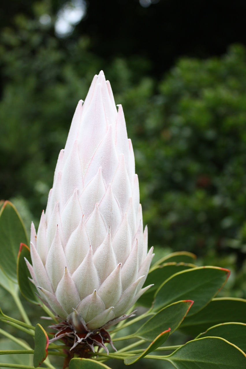 south africa cape town kirstenbosch free photo