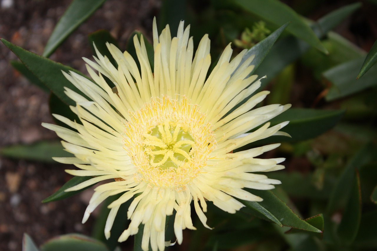 south africa cape town kirstenbosch free photo