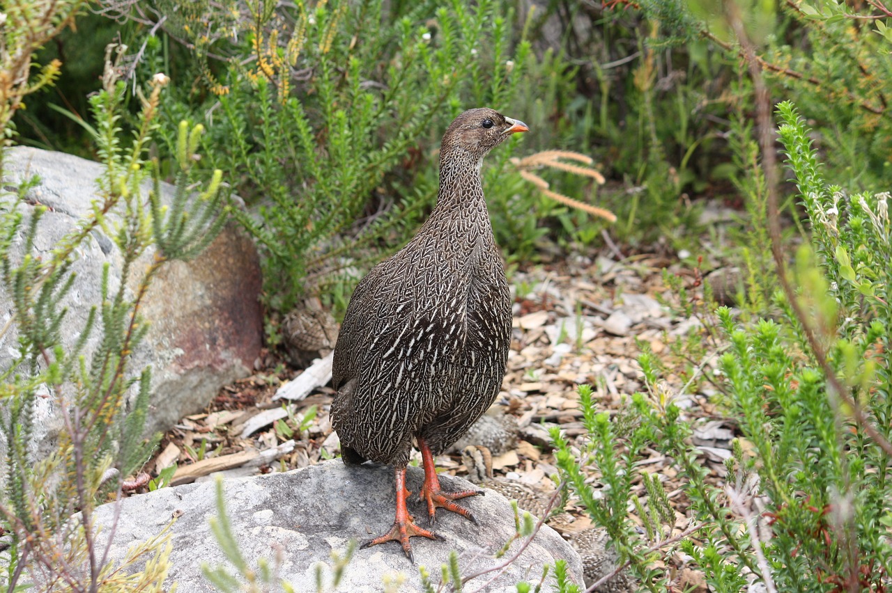 south africa cape town kirstenbosch free photo