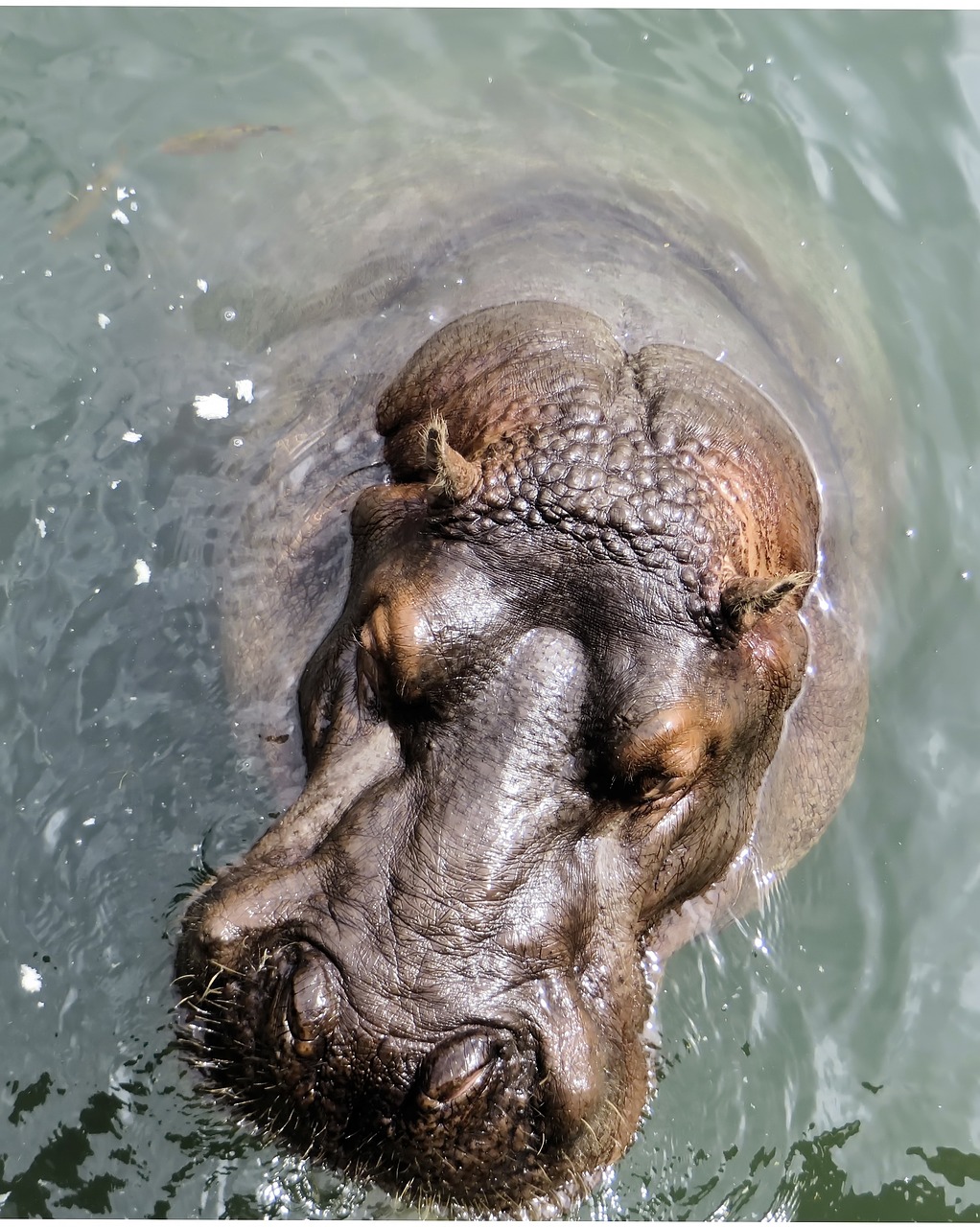 south africa hippopotamus kruger park free photo
