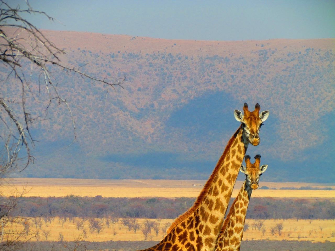 south africa giraffe africa free photo