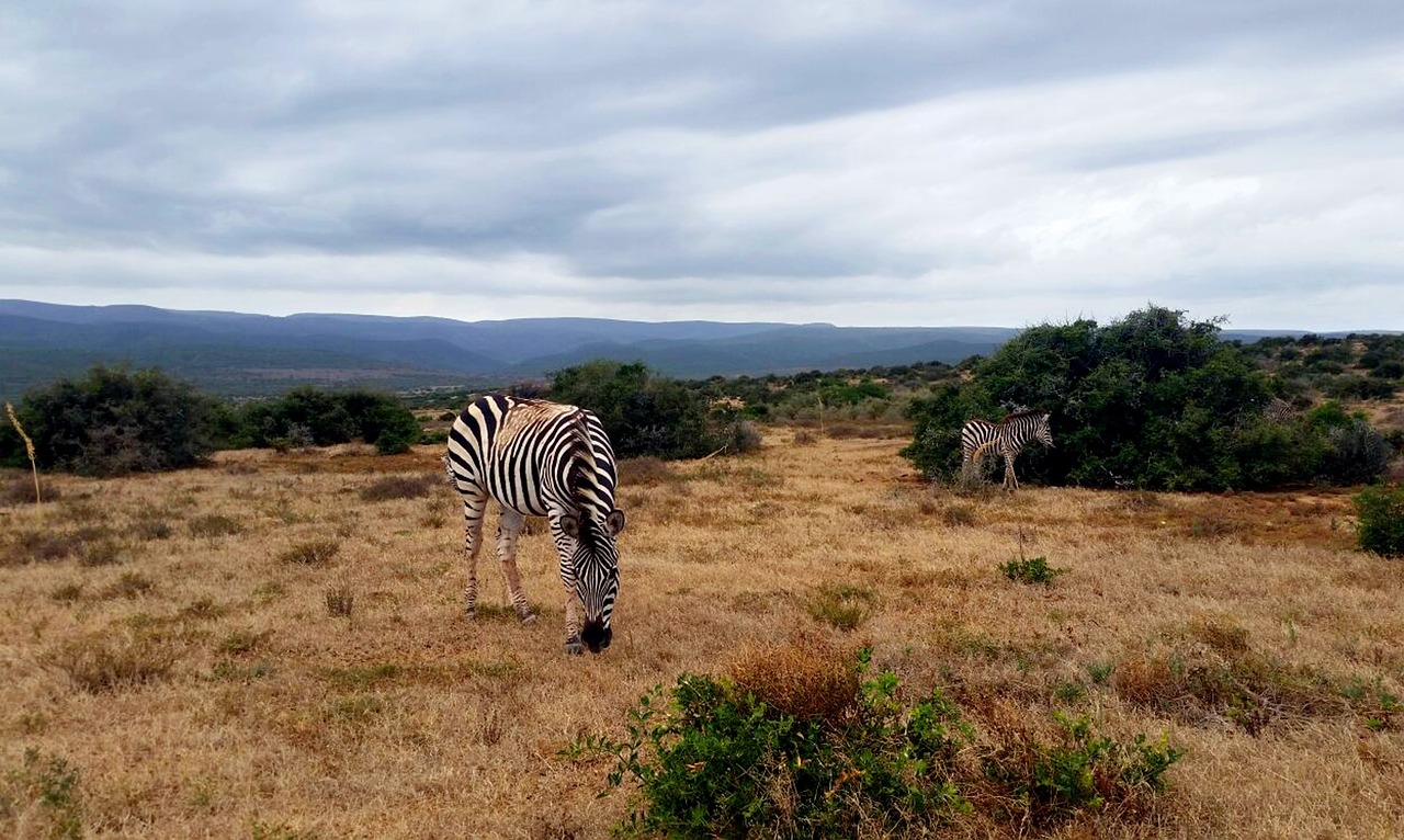 south africa zebra national park free photo