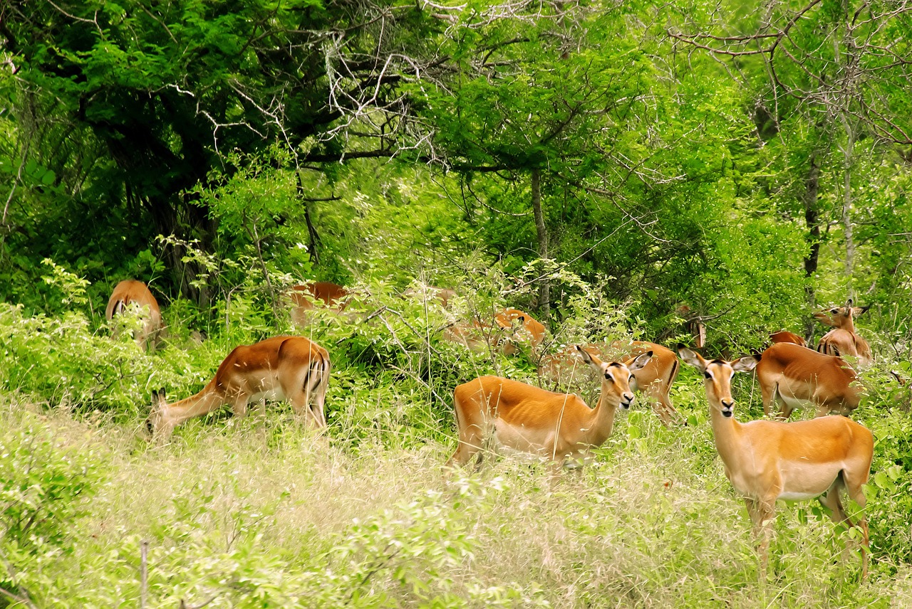 south africa kruger park impalas free photo