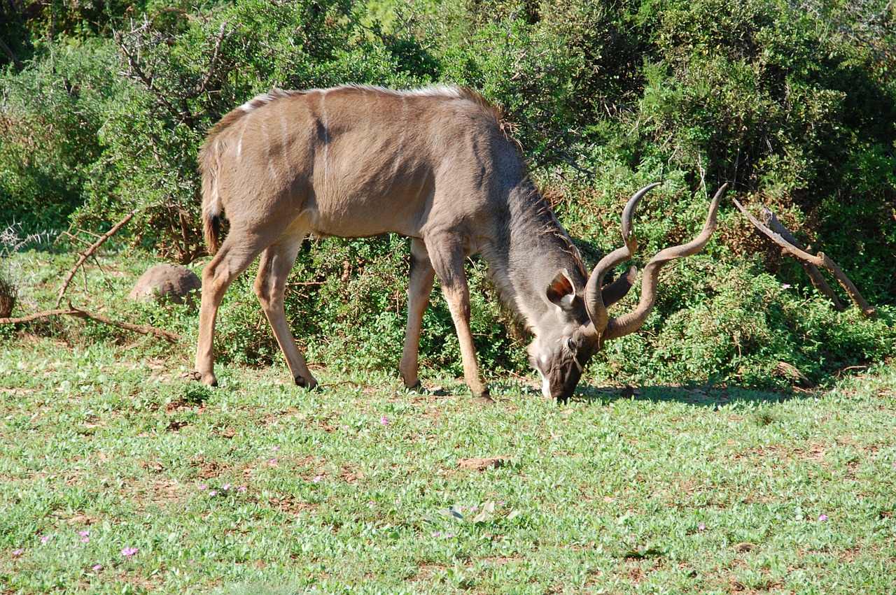 south africa kudu wild free photo