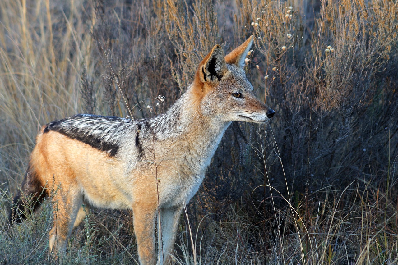 jackal south africa nature free photo