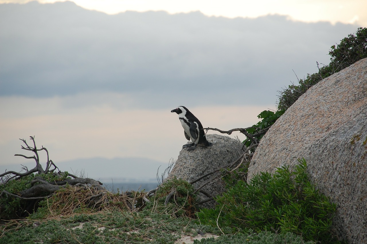 south africa penguin bird free photo