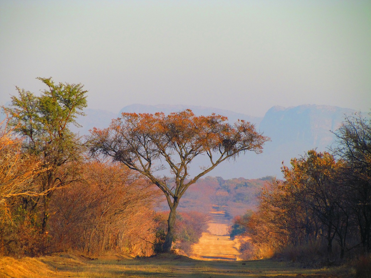 south africa tree road free photo