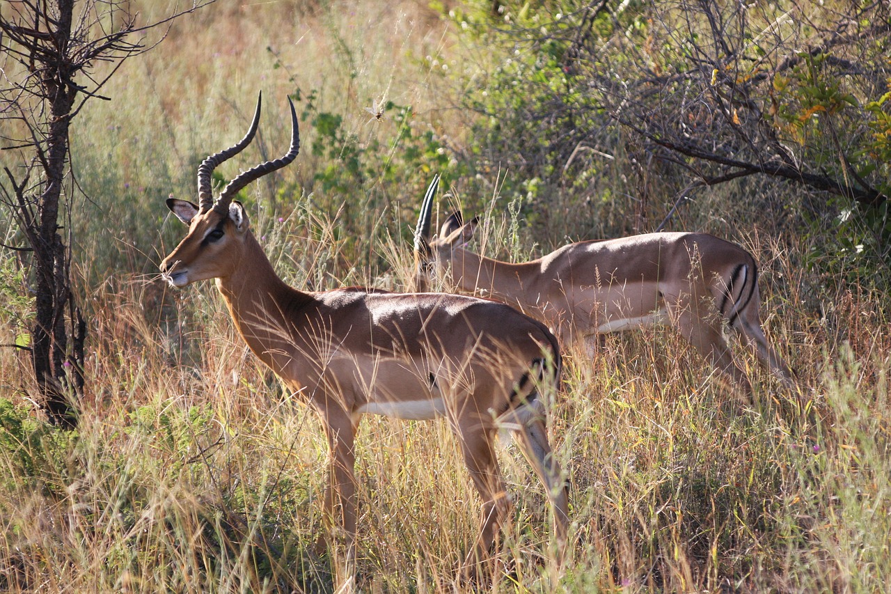 antelope south africa animals free photo
