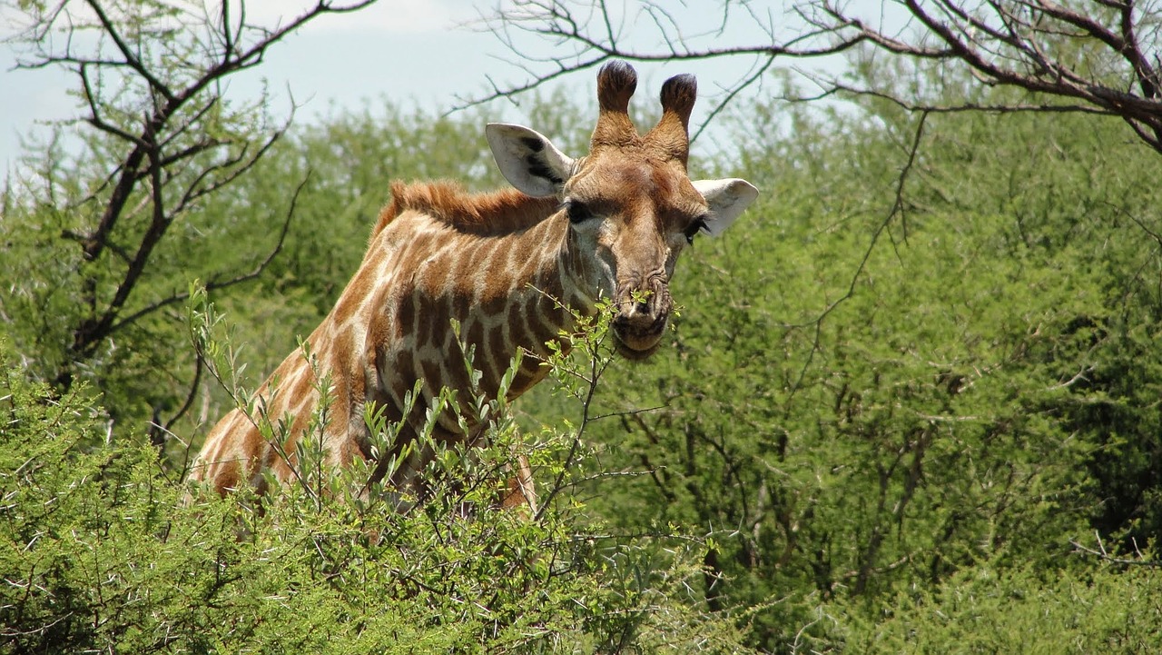 south africa madikwe reserve free photo