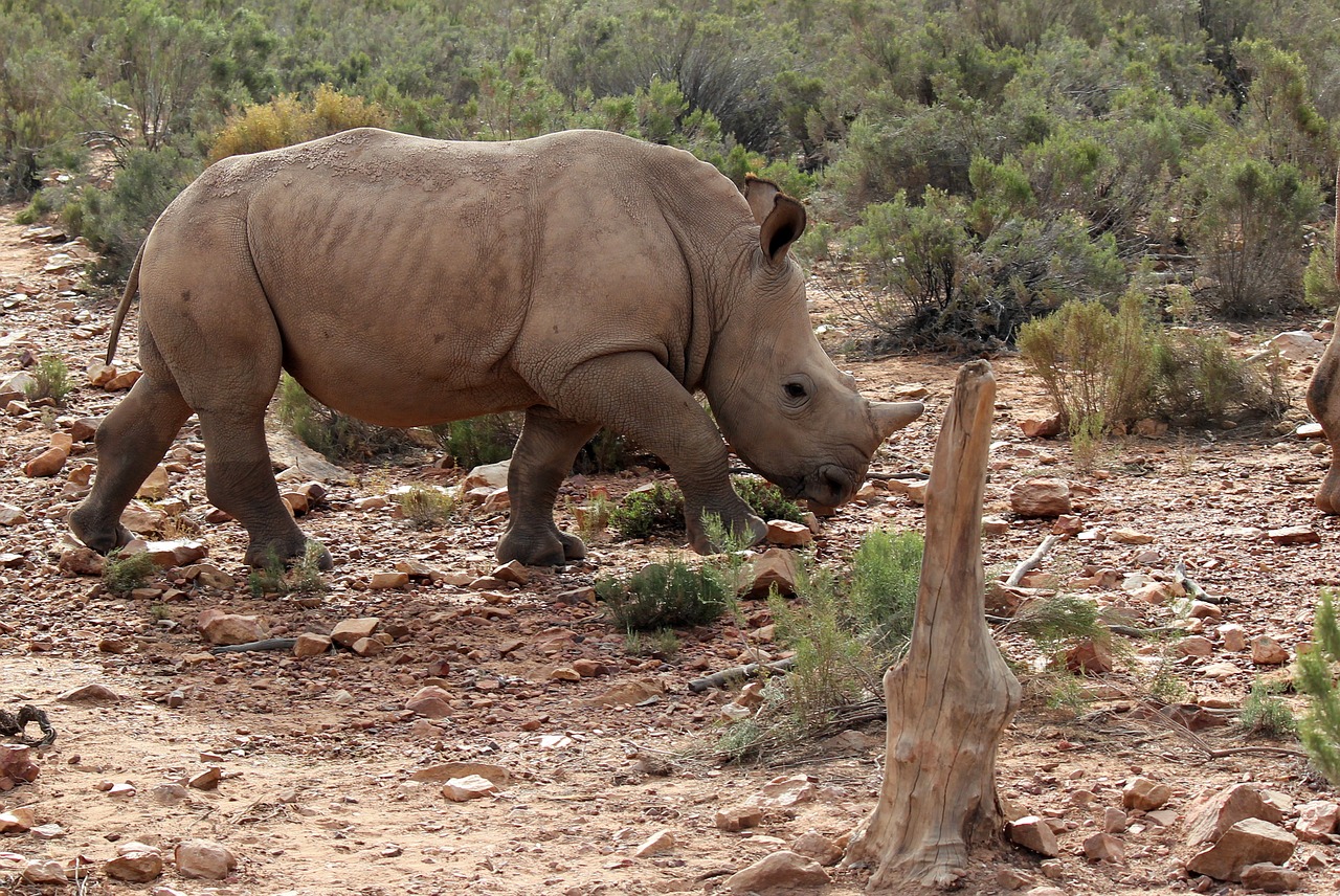 south africa aquila gaming resort rhino free photo