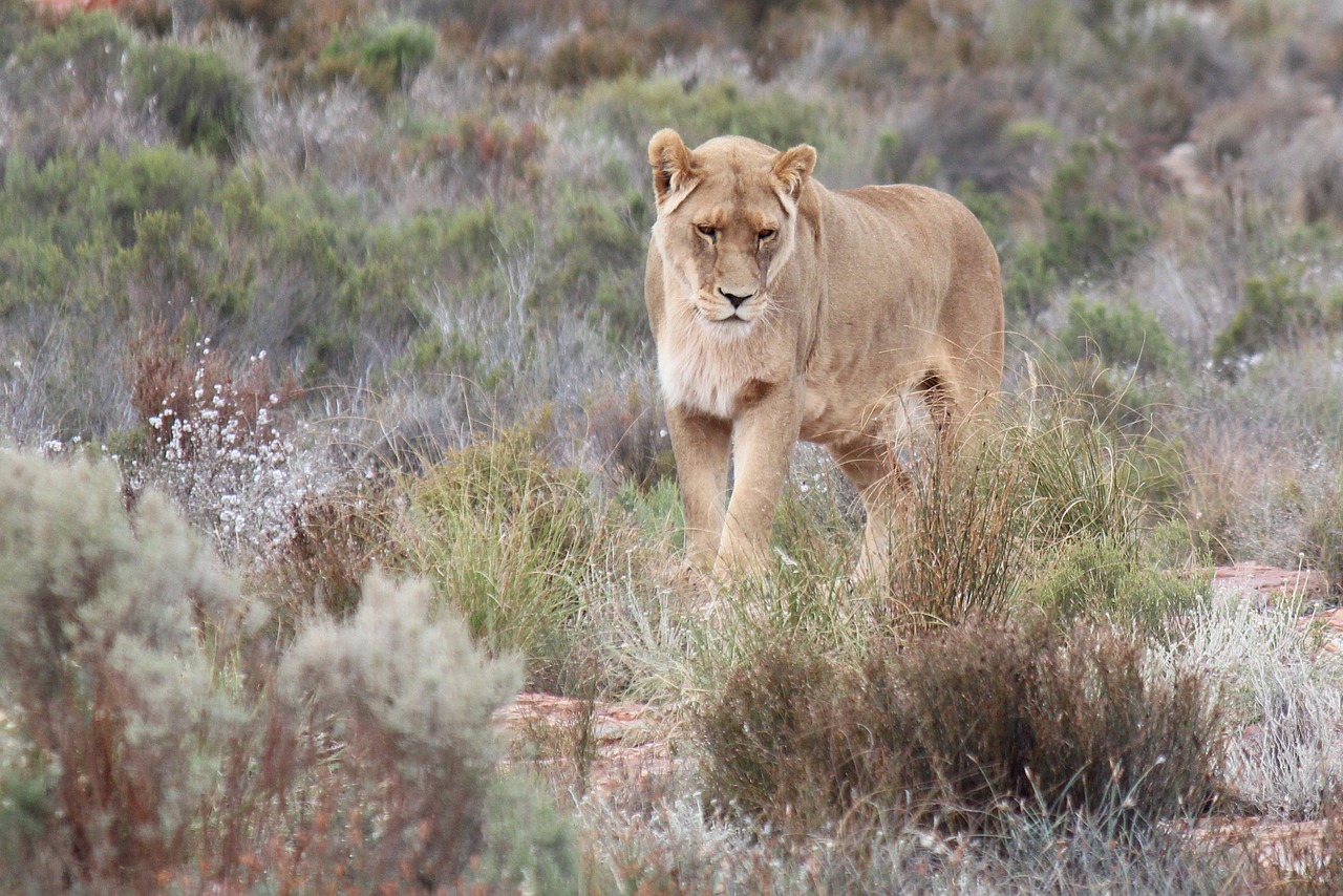 south africa aquila gaming resort lioness free photo