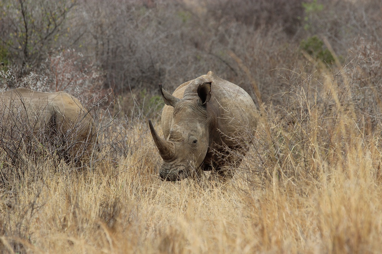 south africa pilanesberg rhino free photo